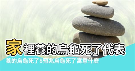 家裡來了一隻貓|家裡進貓代表什麼預兆 家裡進貓代表什麼風水